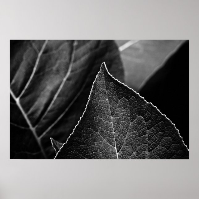 Poster folhas (Frente)