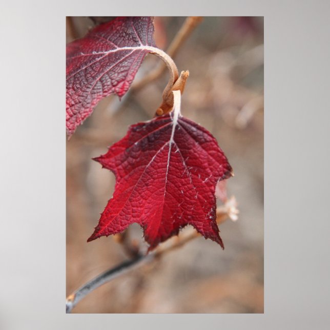 Pôster Folhas (Frente)