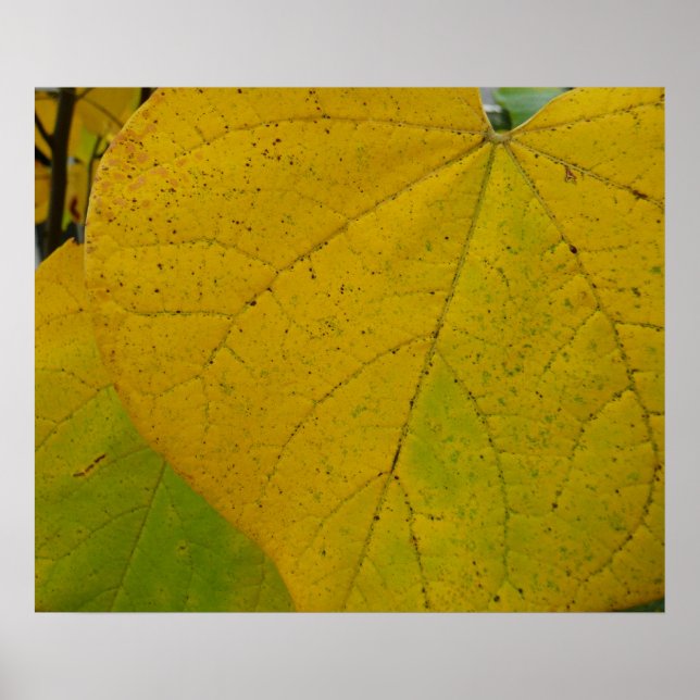 Poster Folhas Amarelas de Redbud Fotografia da Natureza n (Frente)