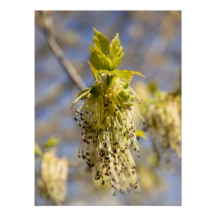Pôster Folhas bonitas em primavera