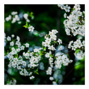 Pôster Folhas brancas do verde das flores de cerejeira