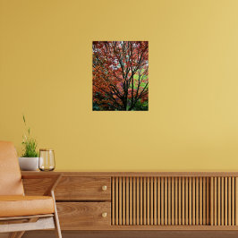 Poster Folhas Coloridas de Outono de Árvore de Maple