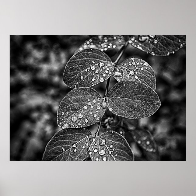 Pôster Folhas com estilos de filme (Frente)