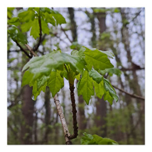Pôster Folhas da Floresta Após Chuva – Natureza Selvagem