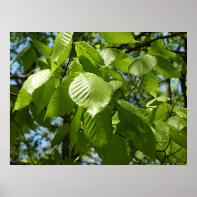 Poster Folhas de Bétula na Primavera Árvore Verde (Frente)