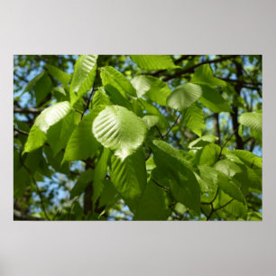 Pôster Folhas de Bétula Verde na Primavera
