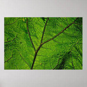 Poster Folhas de borboleta verde