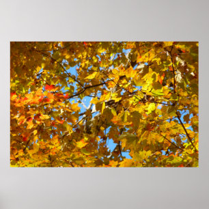 Poster Folhas de Bordo Amarelo e Céu Azul