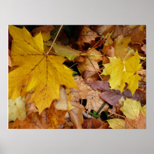 Poster Folhas de bordo caídas amarelas de outono natureza