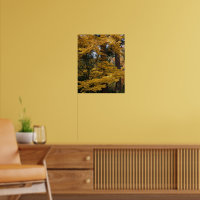 Folhas de bordo japonês amarelo dourado Botânico