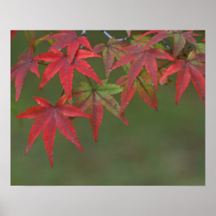 Pôster Folhas de bordo, Katsura, Kyoto, Japão