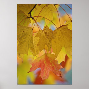 Poster Folhas de bordo vermelhas e amarelas, no sul