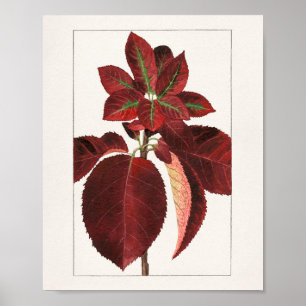 Poster Folhas de Chokecherry (Prunus virginiana)