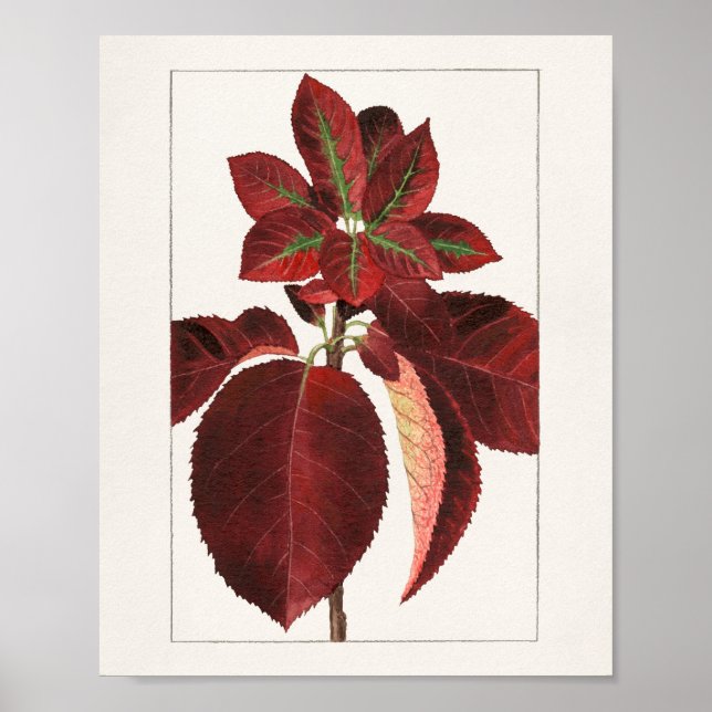 Poster Folhas de Chokecherry (Prunus virginiana) (Frente)