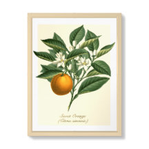 Folhas de Flor de Fruta Laranja Vintage