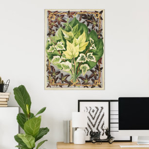 Poster Folhas de hera de Shirley Hibberd vintage Arte bot