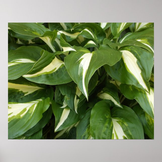 Poster Folhas de Hosta (Frente)