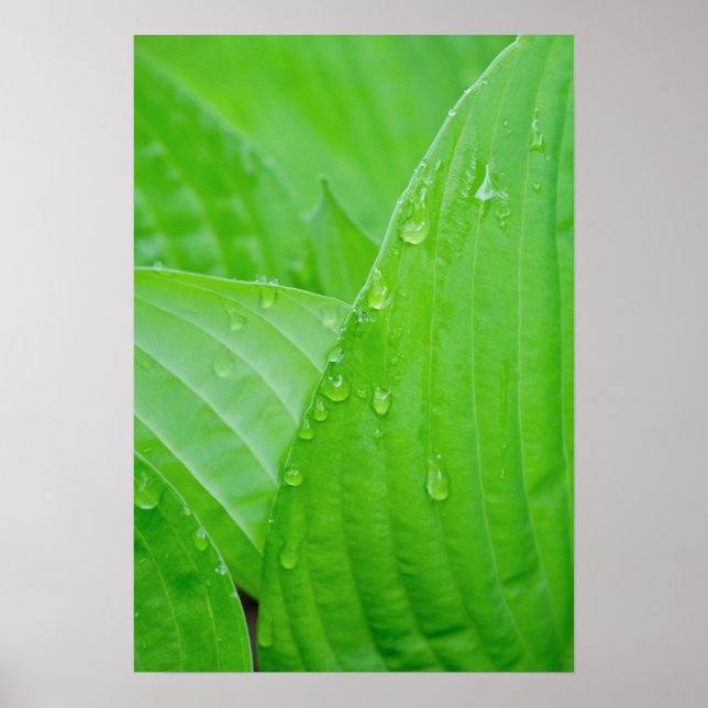 Poster Folhas de Hosta Verde e Gotas de Água (Frente)