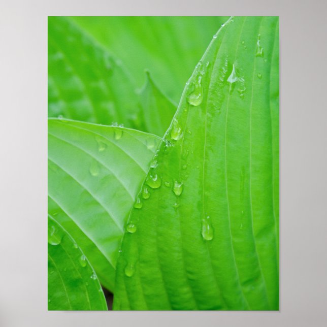 Poster Folhas de Hosta Verde e Gotas de Água (Frente)