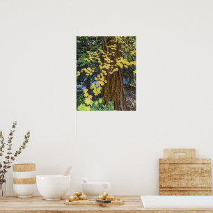 Poster Folhas de Mapeamento Amarelo e Foto do Douglas Fir