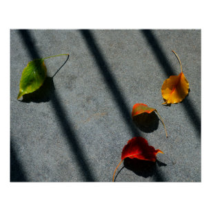 Pôster Folhas de Maple