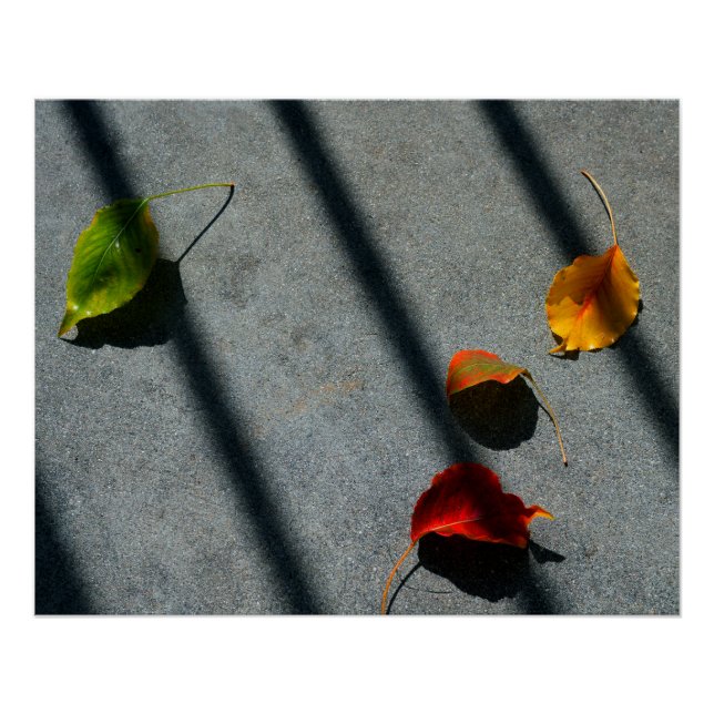 Pôster Folhas de Maple (Frente)