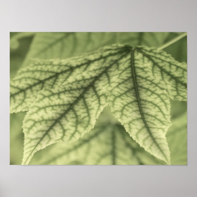 Poster Folhas de Maple (Frente)