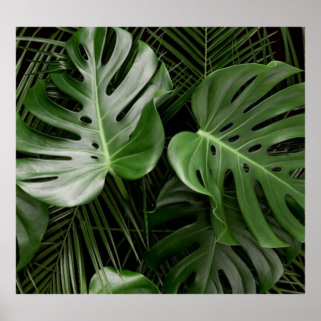 Poster Folhas de Monstera, layout tropical de luxo. (Frente)