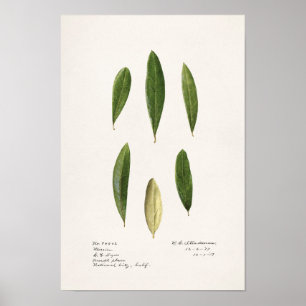 Poster Folhas de oliveira (Olea Europaea)