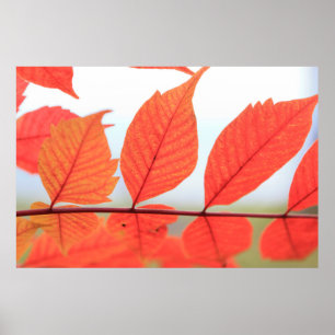 Poster Folhas de Orange de outono