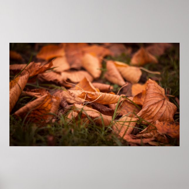 Poster Folhas de outono (Frente)