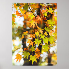 Poster Folhas de outono