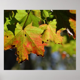 Poster Folhas de outono coloridas