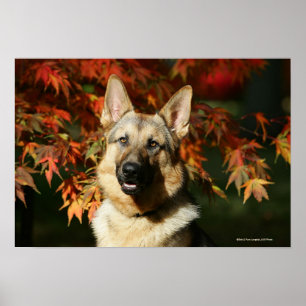 Pôster Folhas de outono do german shepherd