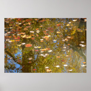 Poster Folhas de Outono e Reflexo do Córrego no Greenbelt