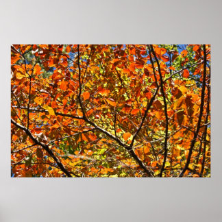 Poster Folhas de Outono Laranja