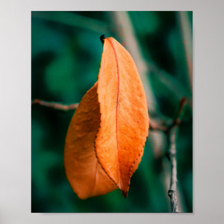 Poster Folhas de Outono Laranja em um Ramo Fino