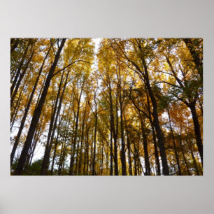 Poster Folhas de Outono pela Manhã Natureza de Maryland