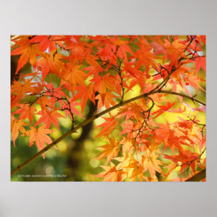 Poster Folhas de outono [Poster]