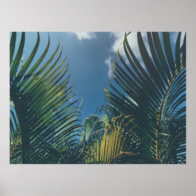 POSTER FOLHAS DE PALMAS TROPICAIS (Frente)