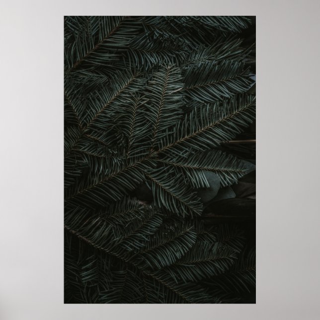 Poster Folhas de pinheiro verde (Frente)
