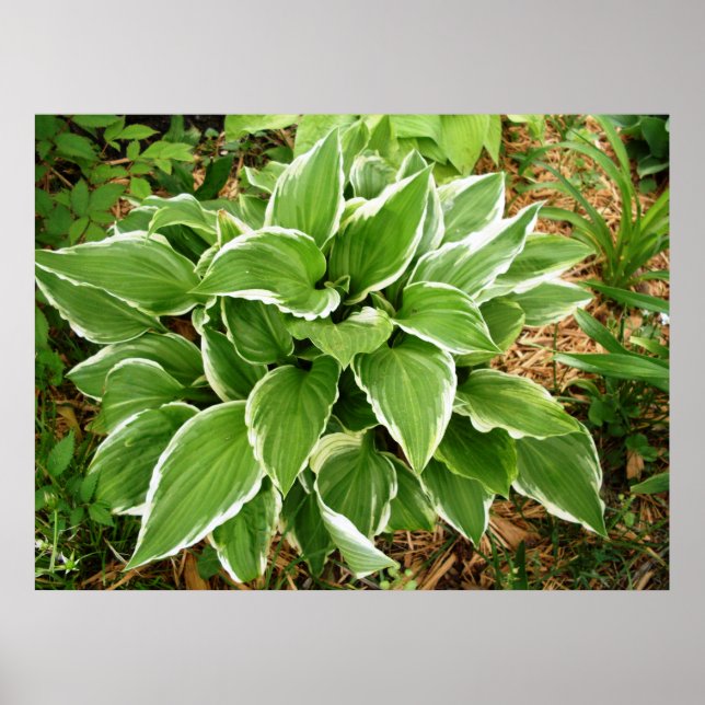 Poster Folhas de Planta de Hosta Lírio de Plantain (Frente)