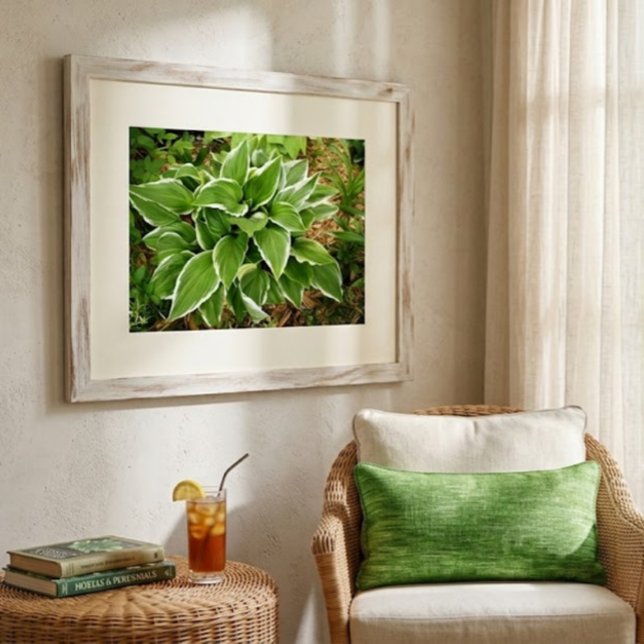 Poster Folhas de Planta de Hosta Lírio Plantain (Criador carregado)