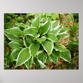 Poster Folhas de Planta de Hosta Lírio Plantain
