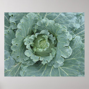 Poster Folhas de Repolho, Topo da Planta de Repolho