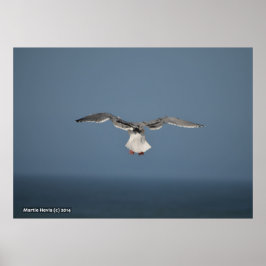 Poster Folhas de Seagull