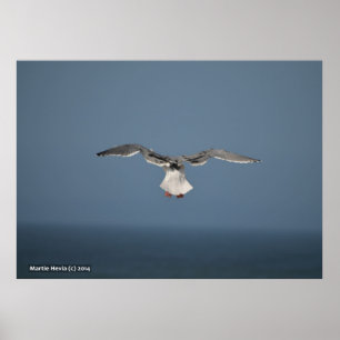 Poster Folhas de Seagull