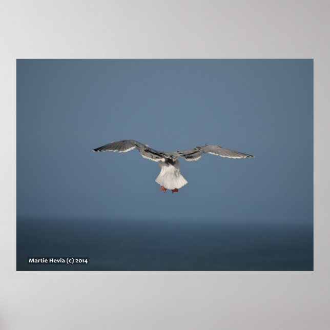 Poster Folhas de Seagull (Frente)