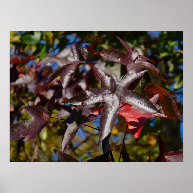 Poster Folhas de Sweetgum no Outono (Frente)