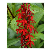 Folhas de Vermelho